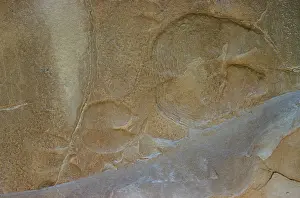 Trace: Camel Footprints