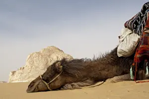 Dromedary: Camel harnessed lying in the white desert Egypt