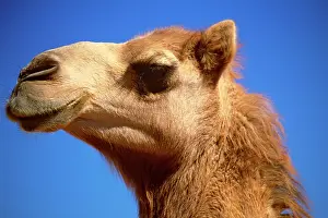 Afghanistan: Camel - Imported to outback Australia from India
