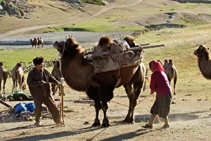 Brian Mcdairmant: Camel - Kazakh herders lowering camel for loading