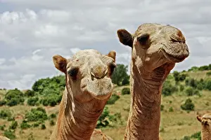 Camel - at market
