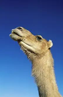 Anti: Camel - Morocco - The dromedaries at Tinfou, south