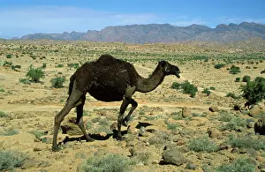 Anti: Camel - Morocco - Dromedary near the town of Tafraoute
