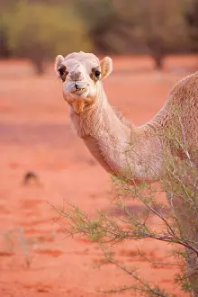 Humped: Camel - One-humped Camel or Dromedary in the desert