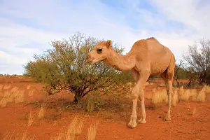 Humped: Camel - One-humped Camel or Dromedary wandering