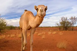 Humped: Camel - One-humped Camel or Dromedary wandering