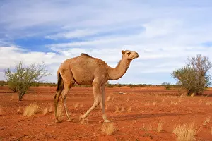 Steffen & Alexandra Sailer: Camel - One-humped Camel or Dromedary wandering