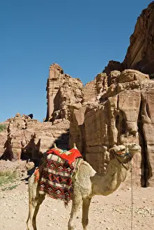Carving: Camel at Petra, UNESCO World Heritage Site