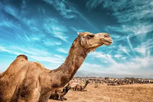 Festival: Camel at Pushkar Mela, famous annual camel and livestock