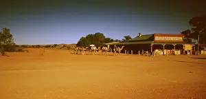 Silverton: Camel rider camels Silverton, near Broken Hill