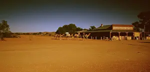Silverton: Camel rider & camels, Silverton, near Broken Hill