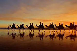 Broom: Camel safari - famous camel safari on Broom's Cable