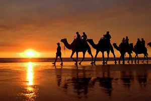 Broom: Camel safari - famous camel safari on Broom's Cable