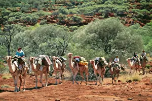 Caravan: CAMEL SAFARI - tourists riding - a camel train