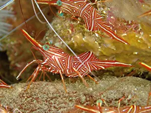 Prawn: Camel shrimp (Rhynchocinetes durbanensis), Sodwana