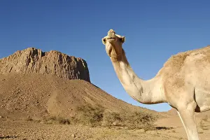 Dromedary: Camel standing in the Sahara desert Algeria