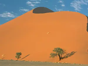 Erioloba: Camel thorn