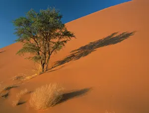 Parched: Camel thorn