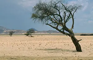 Bendy: Camel thorn