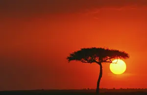 Erioloba: Camel thorn