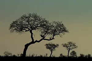 Erioloba: Camel Thorn