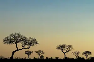 Camelthorn: Camel Thorn