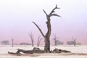 Erioloba: Camel Thorn