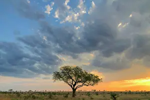 Erioloba: Camel Thorn