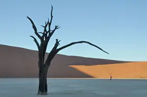 Camelthorn: Camel Thorn