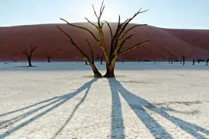 Erioloba: Camel Thorn