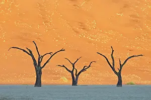 Erioloba: Camel Thorn