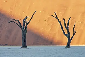Erioloba: Camel Thorn