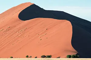 Erioloba: Camel Thorn