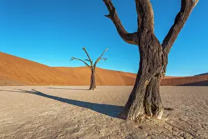 Clay: Camel Thorn