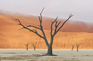 Clay: Camel Thorn