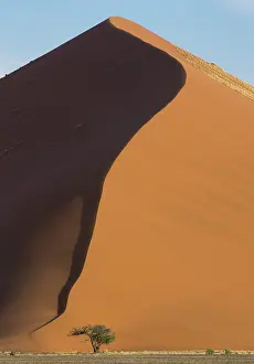Erioloba: Camel Thorn