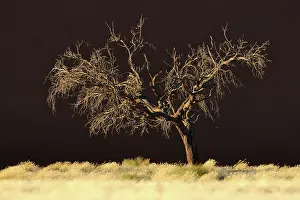 Camelthorn: Camel Thorn