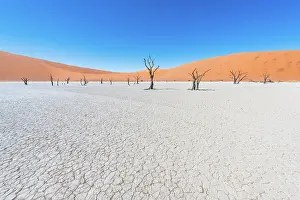 Clay: Camel Thorn