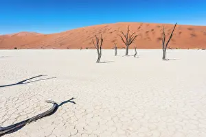 Clay: Camel Thorn