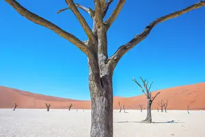 Clay: Camel Thorn