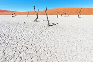 Clay: Camel Thorn