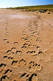 Disappointment: Camel tracks - Lake Disappointment (salt lake)