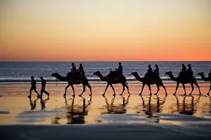 Caravan: Camel train - taking tourists for a ride at Cable
