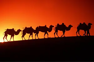 Arty: CAMEL Train - x five in line, at sunset