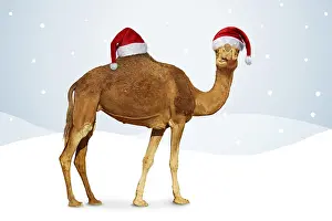 Hump: Camel in winter scene with Christmas hats