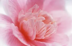 Camelia: Camelia