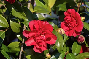 Ille Et Vilaine: CAMELIA EN FLEUR SOUS LA NEIGE
