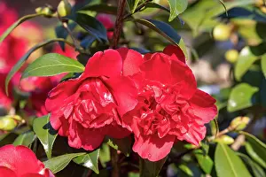 Ille Et Vilaine: CAMELIA EN FLEUR SOUS LA NEIGE