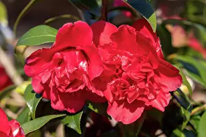 Ille Et Vilaine: CAMELIA EN FLEUR SOUS LA NEIGE
