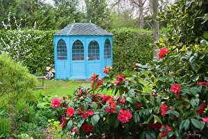 Camelia: Camelia - spring Blossom - blue summerhouse in garden